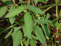 Macroptilium lathyroides