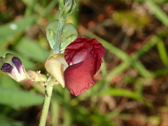 Macroptilium lathyroides