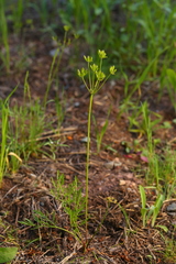 Lomatium geyeri