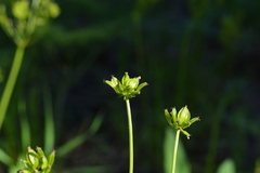 Lomatium geyeri