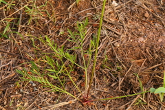 Lomatium geyeri