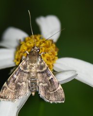 Cryptobotys zoilusalis