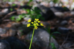 Lomatium brandegeei