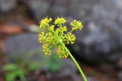 Lomatium brandegeei