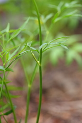 Lomatium brandegeei