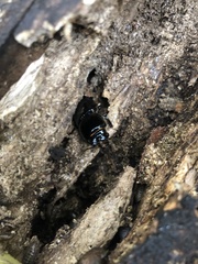 Odontotaenius disjunctus