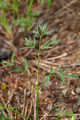 Lomatium brandegeei