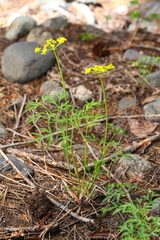 Lomatium brandegeei
