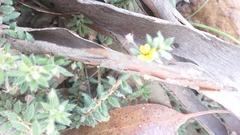 Pultenaea dargilensis