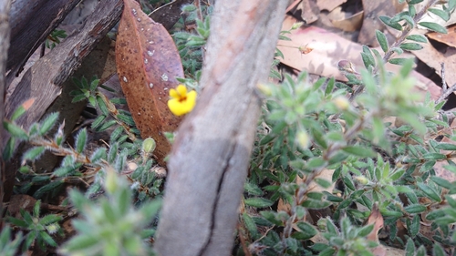 dargile bush-pea (Pultenaea dargilensis)