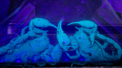 Heterometrus spinifer