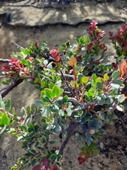 Vaccinium varingiifolium