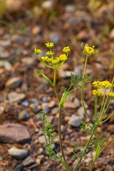 Lomatium ambiguum