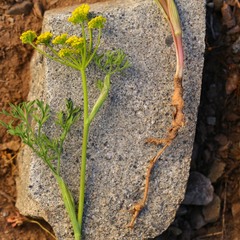 Lomatium ambiguum
