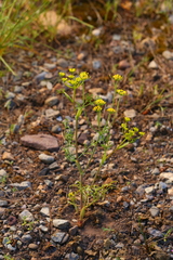 Lomatium ambiguum