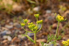 Lomatium ambiguum
