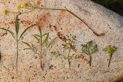 Lomatium ambiguum