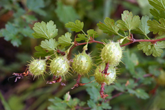 Ribes roezlii roezlii
