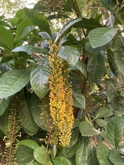 Lophanthera lactescens