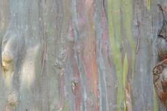 Eucalyptus deglupta