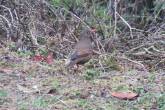 Turdus boulboul