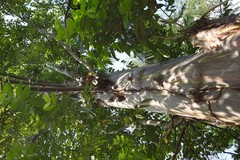 Eucalyptus deglupta