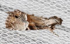 Alophosoma emmelopis