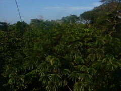Cecropia sciadophylla