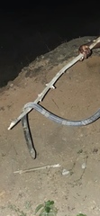Naja savannula