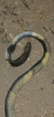 Naja savannula