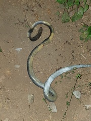 Naja savannula