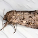 Spodoptera umbraculata - Photo (c) Victor W Fazio III, some rights reserved (CC BY-NC), uploaded by Victor W Fazio III