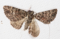 Eucymatoge peplodes