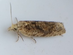 Eucosma ochrocephala