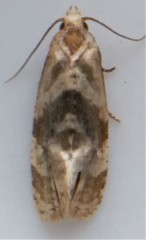 Gynnidomorpha romonana