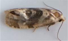 Gynnidomorpha romonana