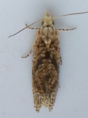 Eucosma ochrocephala