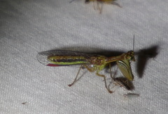 Campion tenuistrigus