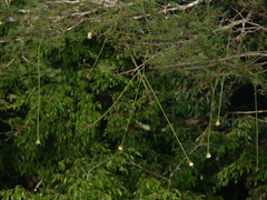 Parkia pendula