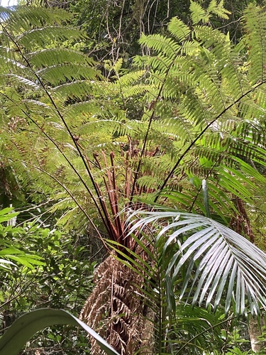 Dicksonia youngiae observed 2020-11-15