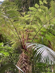Dicksonia youngiae