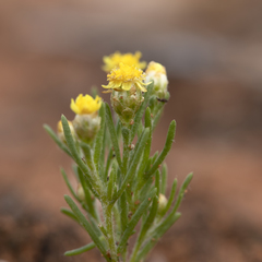 Schoenia ramosissima