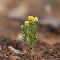 Schoenia ramosissima