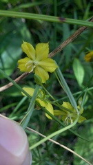 Lysimachia quadriflora