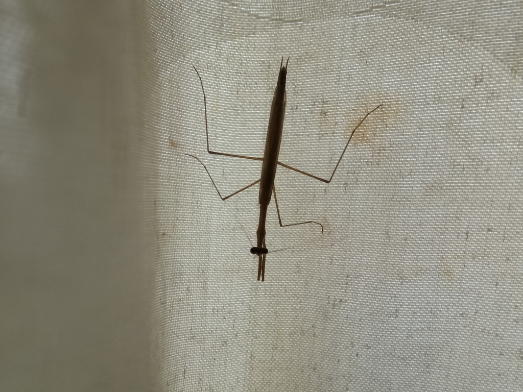 Musonia surinama
