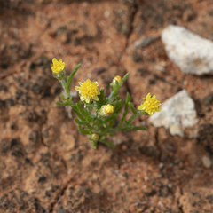 Schoenia ramosissima