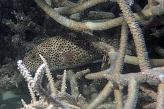 Plectropomus areolatus