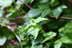 Osmorhiza purpurea