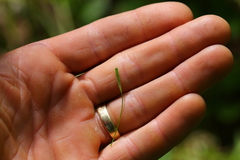 Osmorhiza purpurea