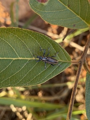 Naupactus rivulosus